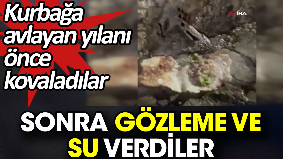 Kurbağa avlayan yılanı önce kovaladılar sonra gözleme ve su verdiler