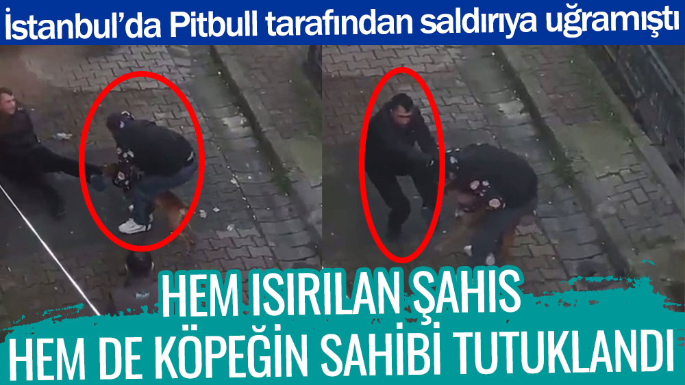 Stanbul Da Pitbull Taraf Ndan Sald R Ya U Ram T Hem S R Lan Ah S