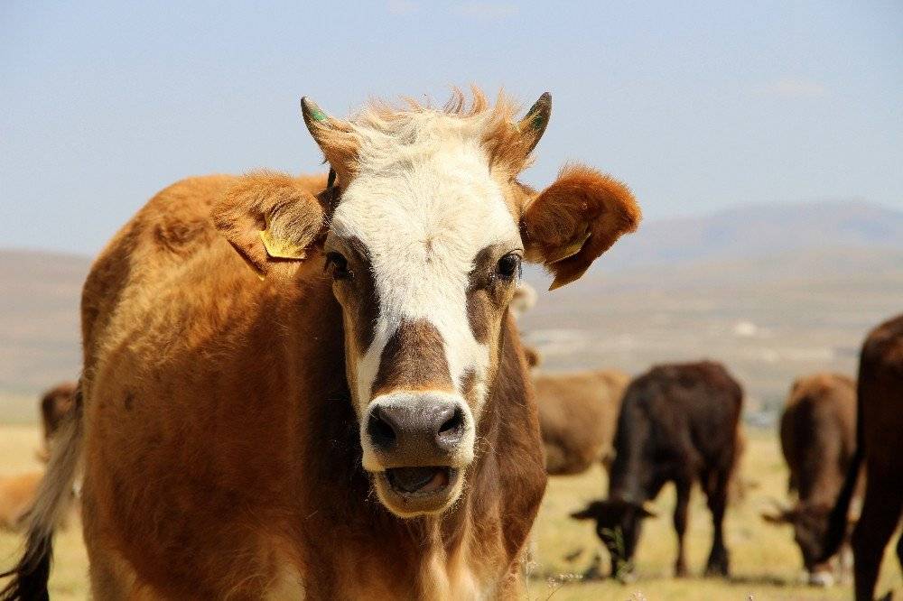 Kurbanlık alacaklara hayati uyarı. Sonra pişman olmayın 11