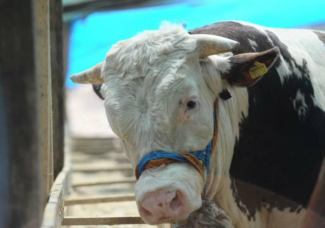 Kurbanlık alacaklara hayati uyarı. Sonra pişman olmayın 4