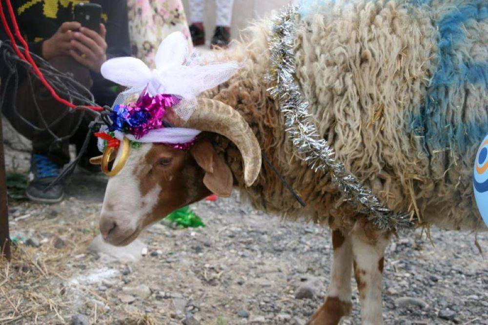 Müslüman ülkelerde ilginç kurban bayramı gelenekleri 1