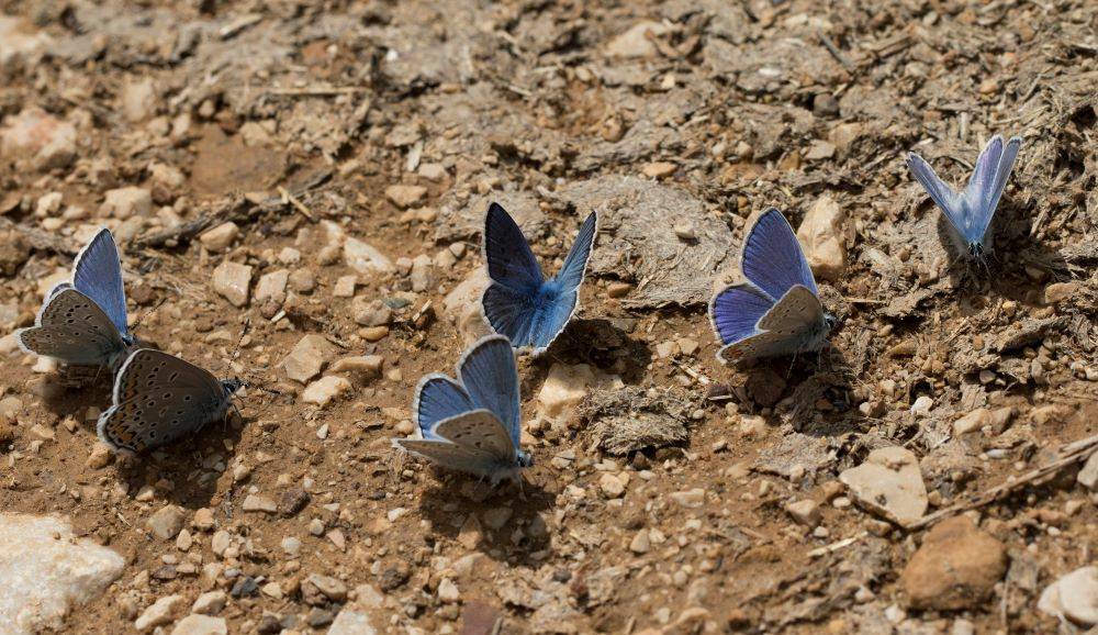 Cesetlerin gömülü yerlerini mavi kelebekler buldu. Srebrenitsa katliamında kelebeklerin sırrını öğrenince tüyleriniz diken diken olacak 5