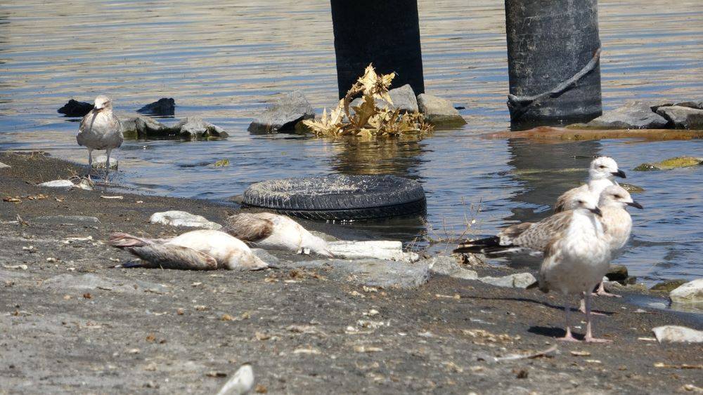 Van Gölü’nde acı fotoğraf. Binlerce martı öldü binlercesi de ölümü bekliyor 8