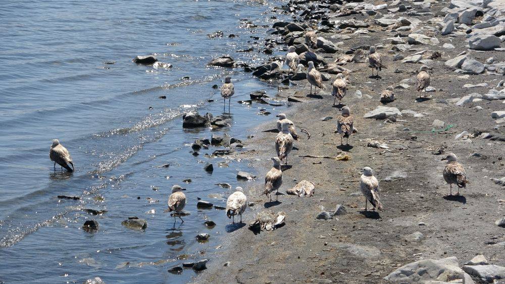 Van Gölü’nde acı fotoğraf. Binlerce martı öldü binlercesi de ölümü bekliyor 2