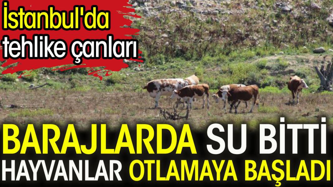 Barajlarda su bitti hayvanlar otlamaya başladı. İstanbul'da tehlike çanları 1