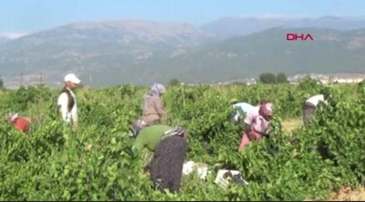 50 bin dekar araziden şafak vakti toplanıyor. Tarlada kilosu 10 markette 34 TL 4