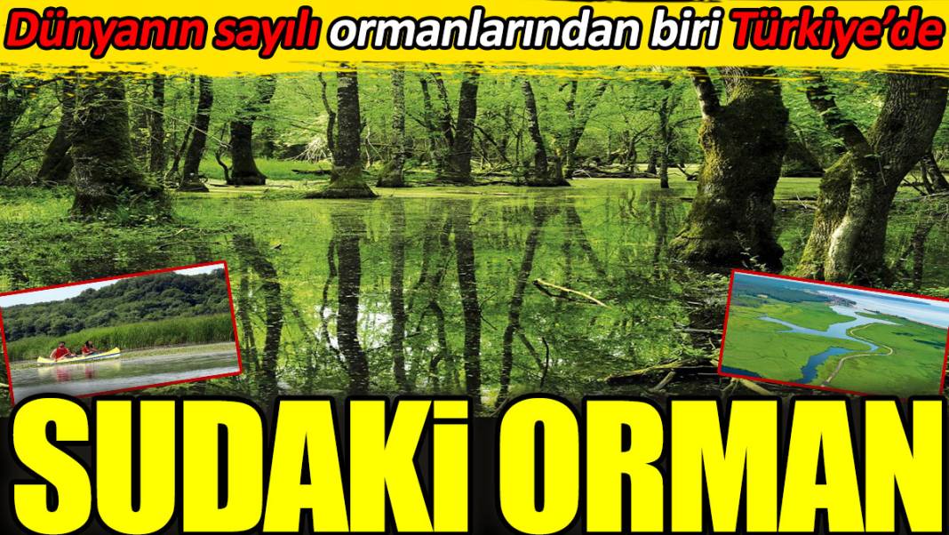 Sudaki orman. Dünyanın sayılı ormanlarından biri Türkiye’de 1