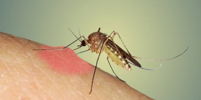 Sivrisineklerin en çok ısırdığı kan grubu belli oldu. Herkes ısırılma riskini öğrensin 2