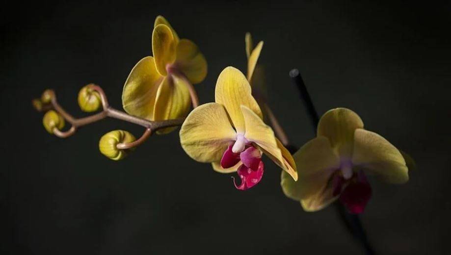 Orkide hızlı açar mı? En güzel çiçek orkide böyle bakılmalı 13