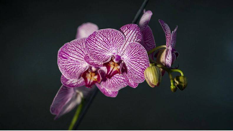 Orkide hızlı açar mı? En güzel çiçek orkide böyle bakılmalı 12