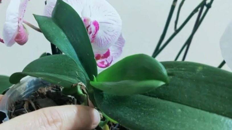 Orkide hızlı açar mı? En güzel çiçek orkide böyle bakılmalı 11