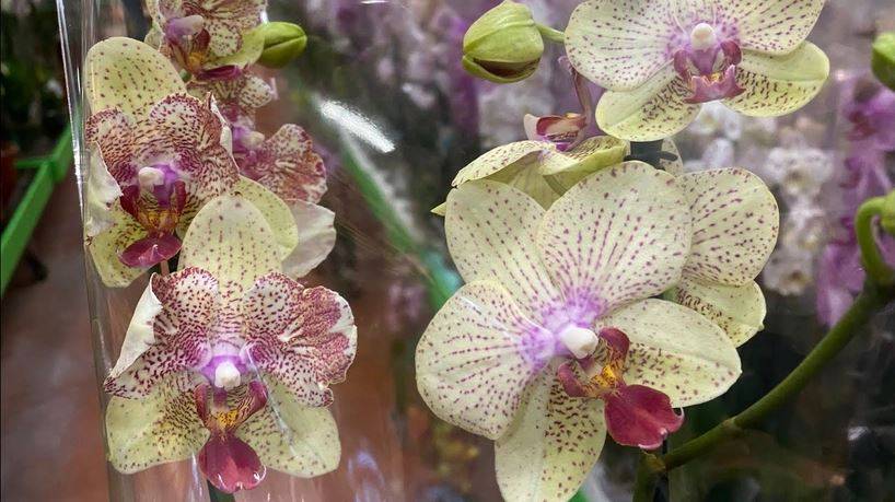 Orkide hızlı açar mı? En güzel çiçek orkide böyle bakılmalı 8
