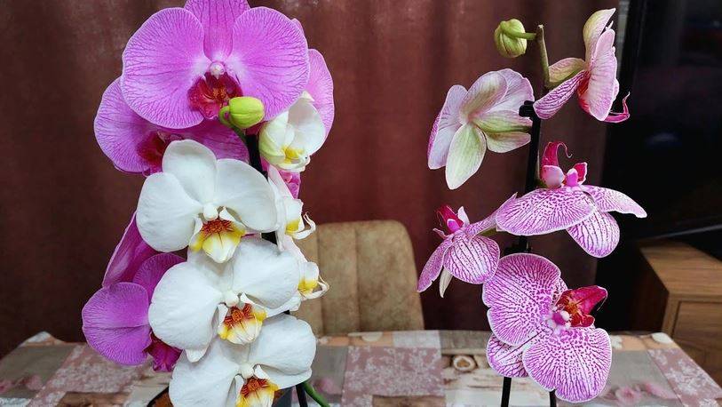 Orkide hızlı açar mı? En güzel çiçek orkide böyle bakılmalı 9