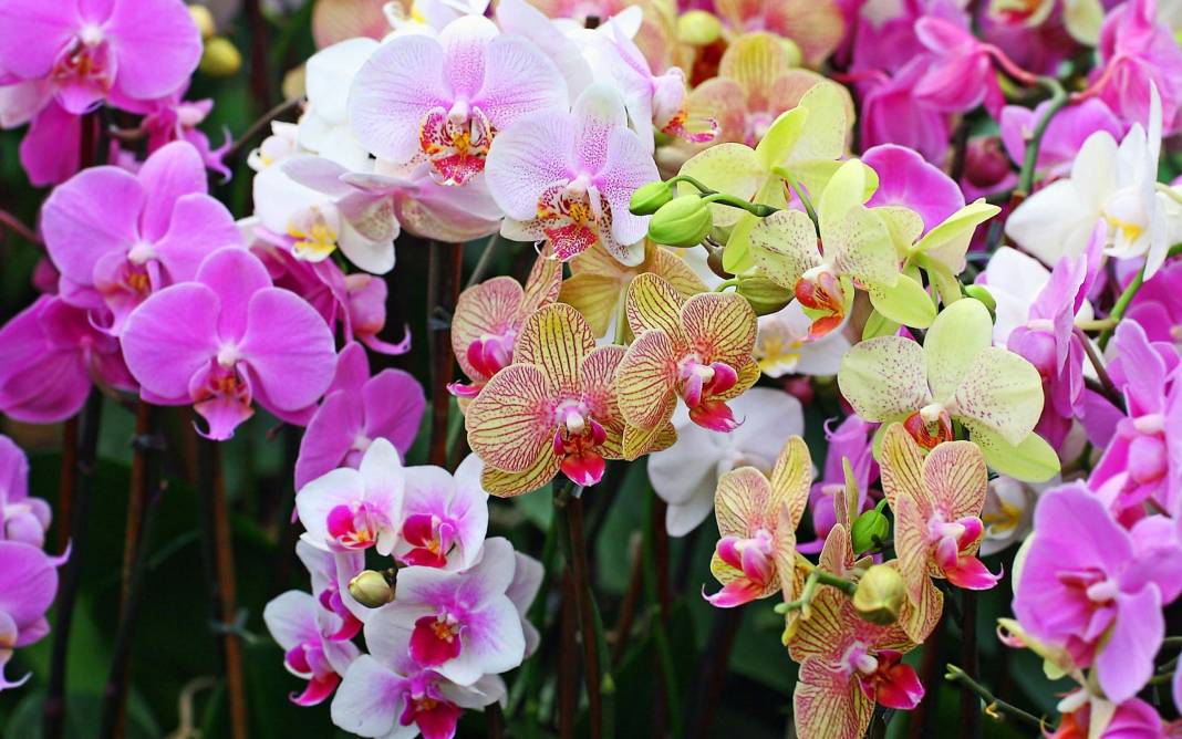 Orkide hızlı açar mı? En güzel çiçek orkide böyle bakılmalı 2