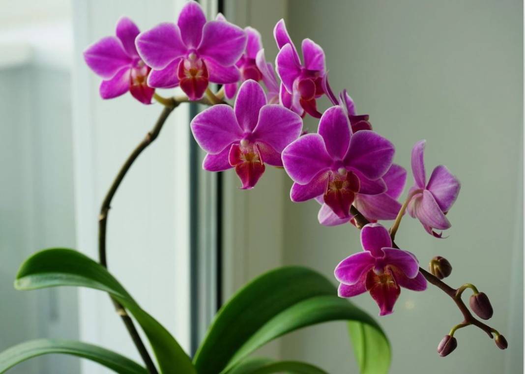 Orkide hızlı açar mı? En güzel çiçek orkide böyle bakılmalı 7