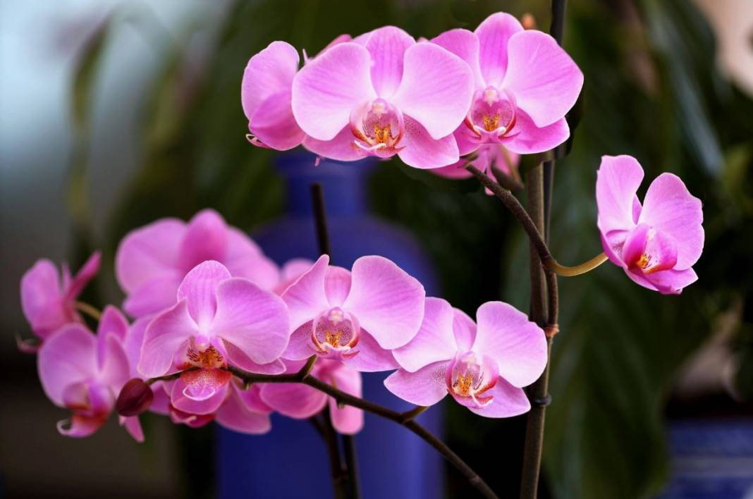 Orkide hızlı açar mı? En güzel çiçek orkide böyle bakılmalı 6