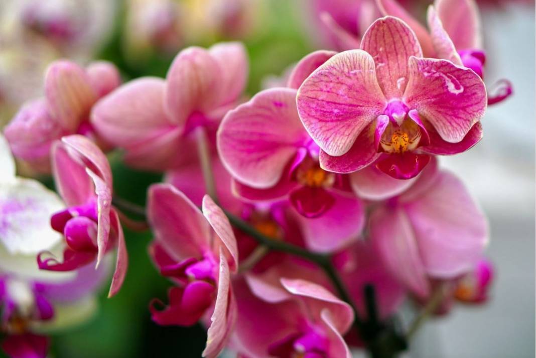 Orkide hızlı açar mı? En güzel çiçek orkide böyle bakılmalı 4
