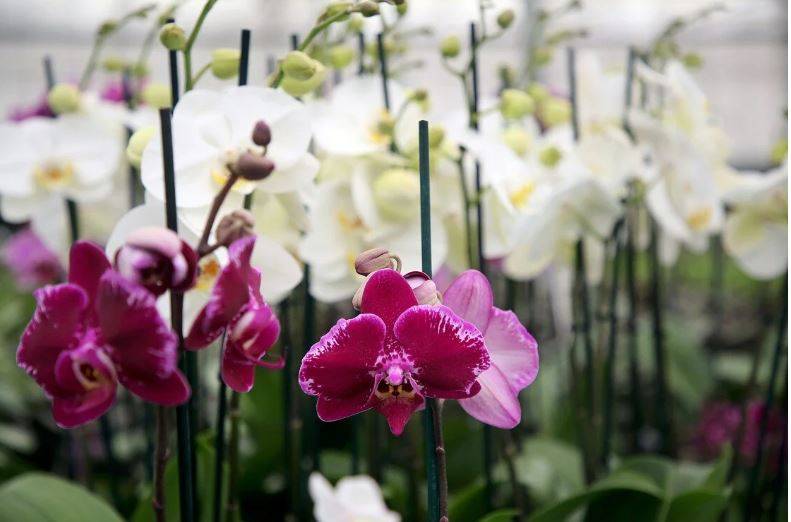 Orkide hızlı açar mı? En güzel çiçek orkide böyle bakılmalı 22