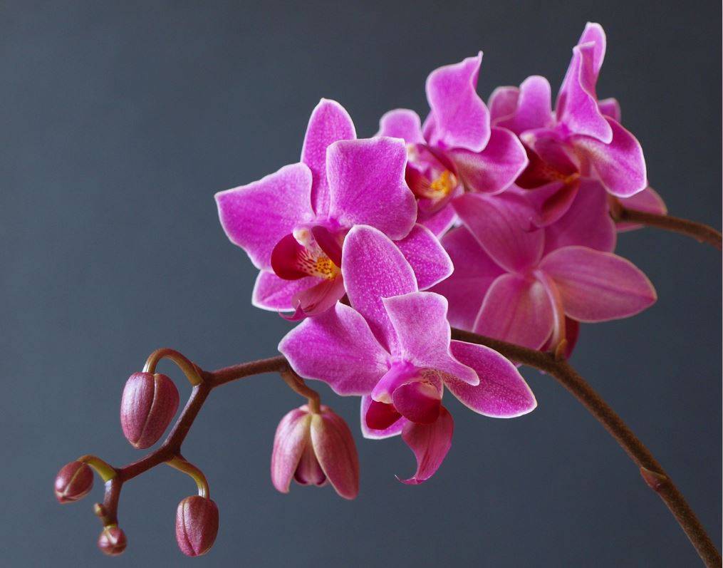 Orkide hızlı açar mı? En güzel çiçek orkide böyle bakılmalı 5