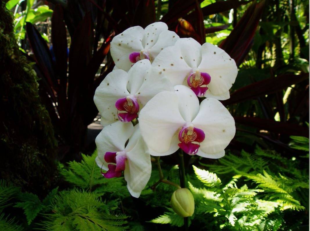 Orkide hızlı açar mı? En güzel çiçek orkide böyle bakılmalı 1