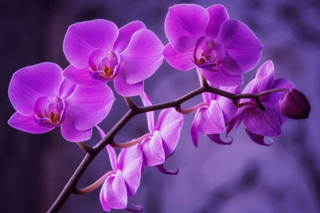 Orkide hızlı açar mı? En güzel çiçek orkide böyle bakılmalı 3