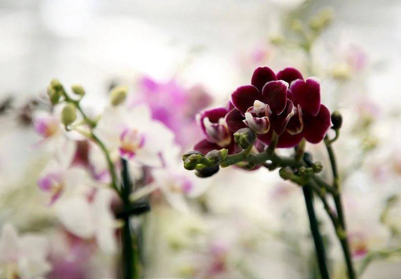 Orkide hızlı açar mı? En güzel çiçek orkide böyle bakılmalı 20