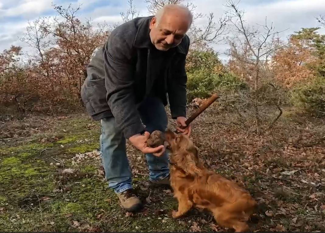 Ormanda iki köpeği buluyor kilosunu 2 bin 460 TL'ye satıyor. Günde 7 kilo da bulduğu oluyor 1