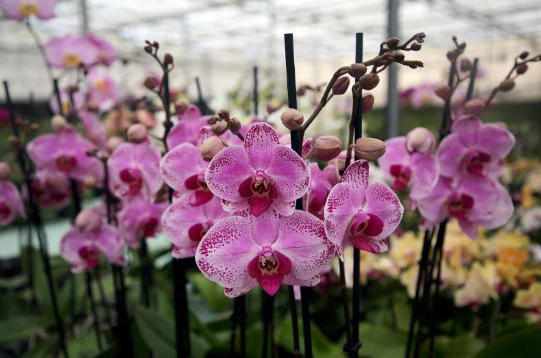 Orkide hızlı açar mı? En güzel çiçek orkide böyle bakılmalı 18