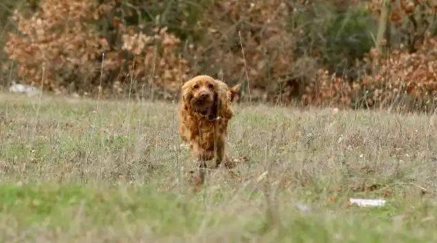 Ormanda iki köpeği buluyor kilosunu 2 bin 460 TL'ye satıyor. Günde 7 kilo da bulduğu oluyor 6