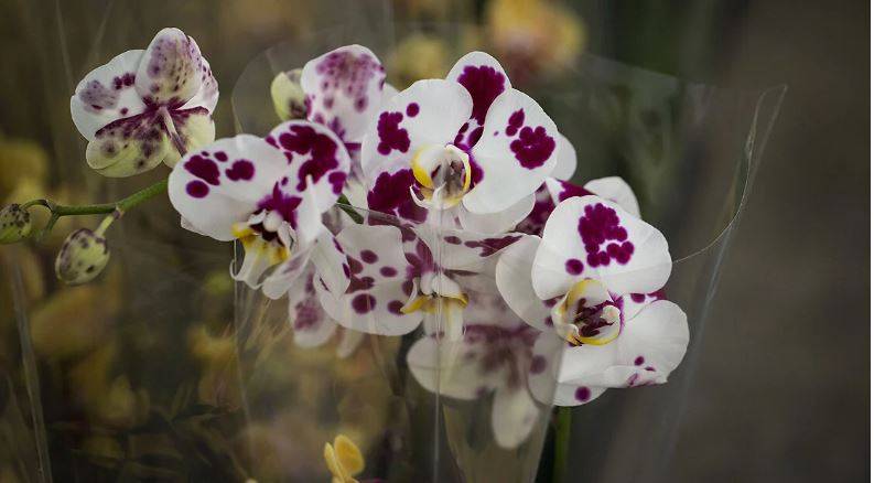 Orkide hızlı açar mı? En güzel çiçek orkide böyle bakılmalı 15