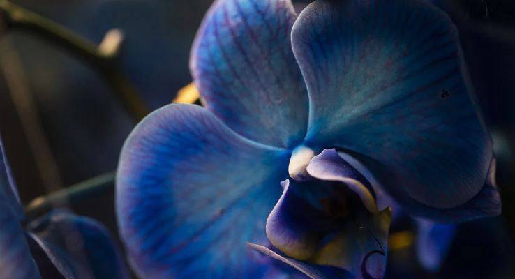 Orkide hızlı açar mı? En güzel çiçek orkide böyle bakılmalı 14