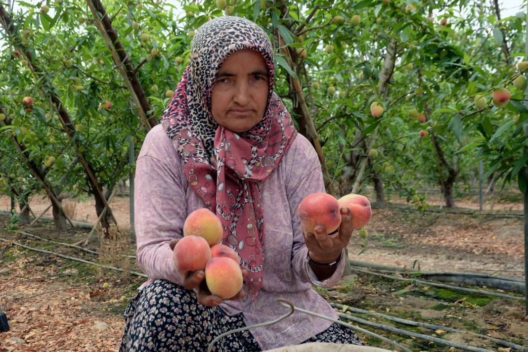 Türkiye'de yetişiyor Almanlar yiyor Türkler bakıyor. Kilo fiyatı ağızları açık bıraktı 1