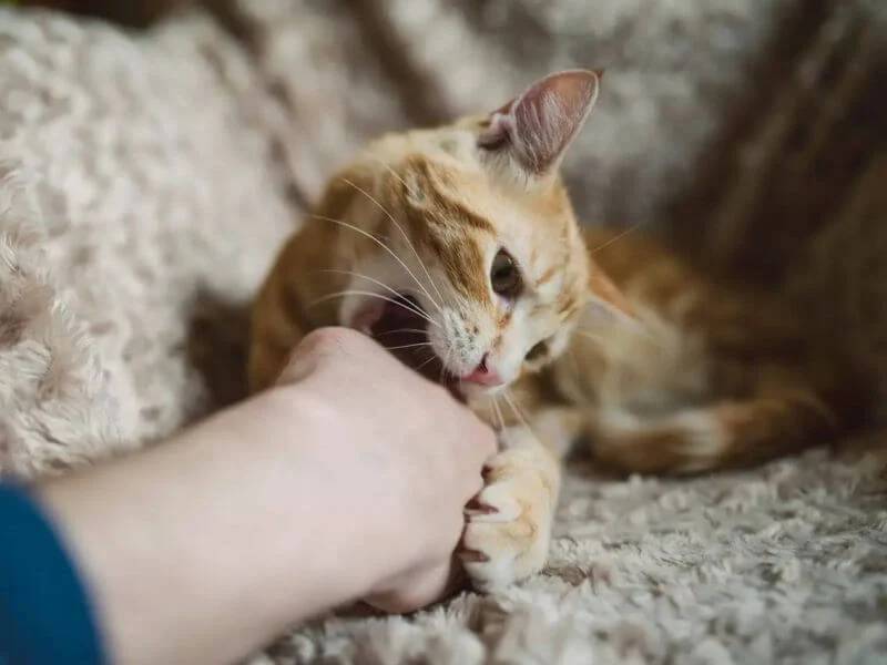 Her yıl giderek artıyor. Hiçbir belirti göstermiyor ama ölüme kadar götürüyor 6