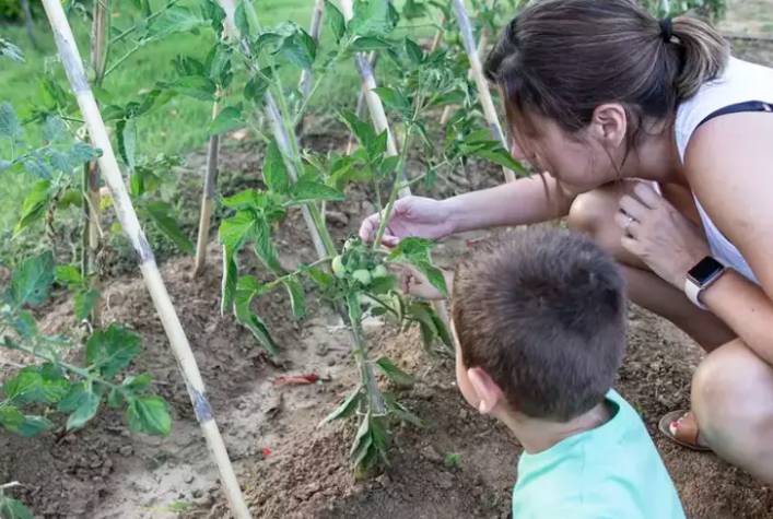 Vücudu dipçik gibi yapan bitki. Türkiye'de kendiliğinden yetişiyor. Kanı temizleyip organları yeniliyor 3