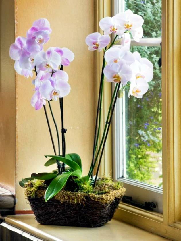 Saksı orkidesini coşturuyor. Çiçeğin dibine ekleyin tüm orkideler dirilsin 2