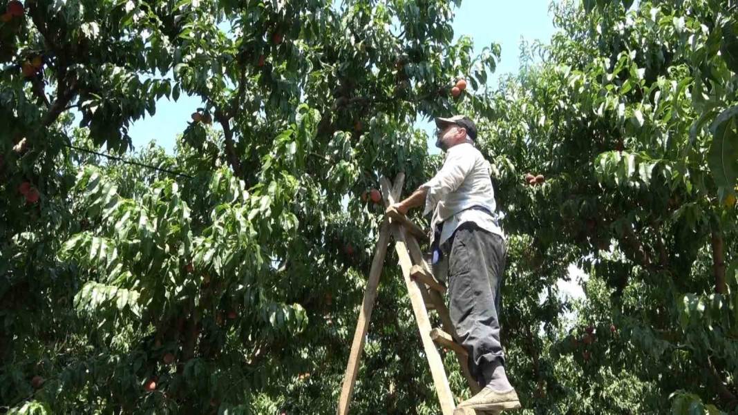 Kilosu 300 liradan ihraç ediliyor. Hadi Bismillah hasat dönemi başladı 2