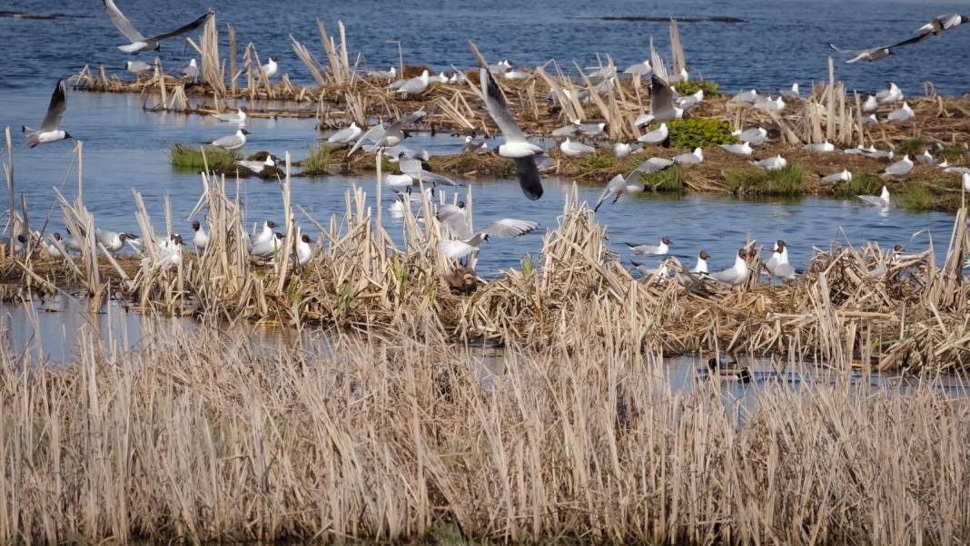 Buzları çözülen Çalı Gölü göçmen kuşların uğrak yeri oldu 6