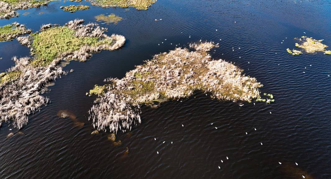 Buzları çözülen Çalı Gölü göçmen kuşların uğrak yeri oldu 3