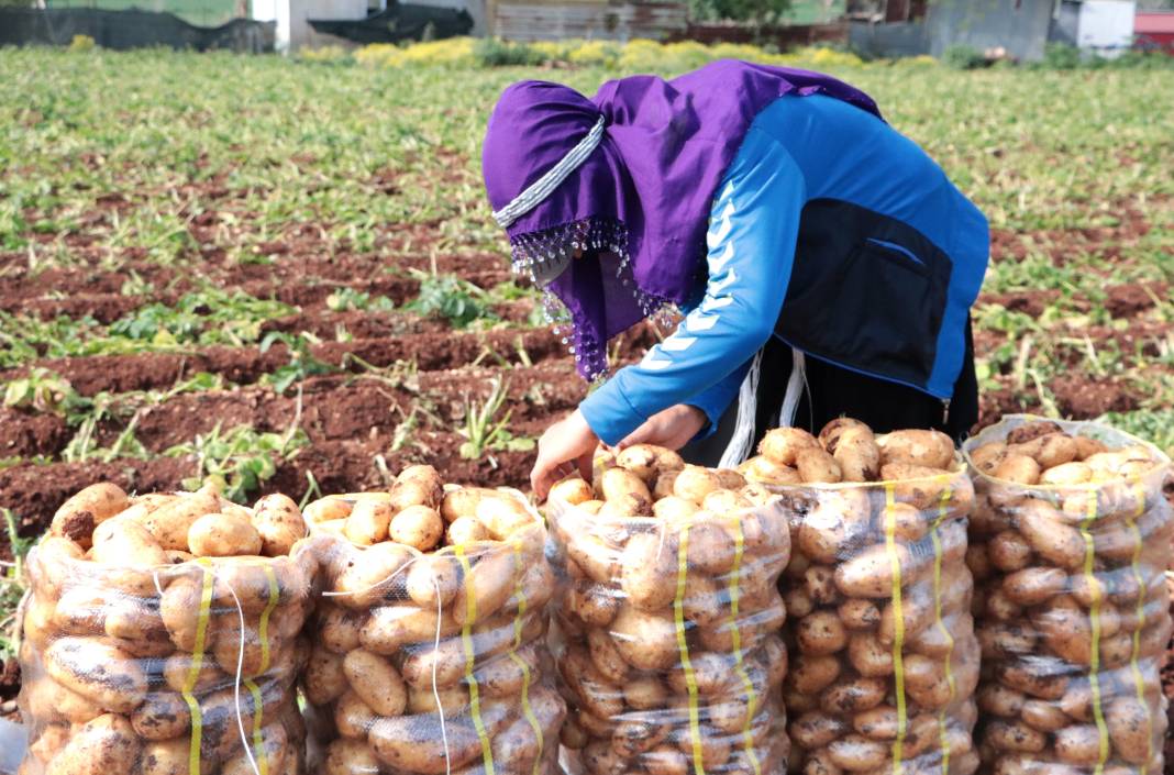 Üretici bedava vereceği patatesin İstanbul'da kaç TL'ye satılacağını açıkladı. Ezber bozan açıklama 4