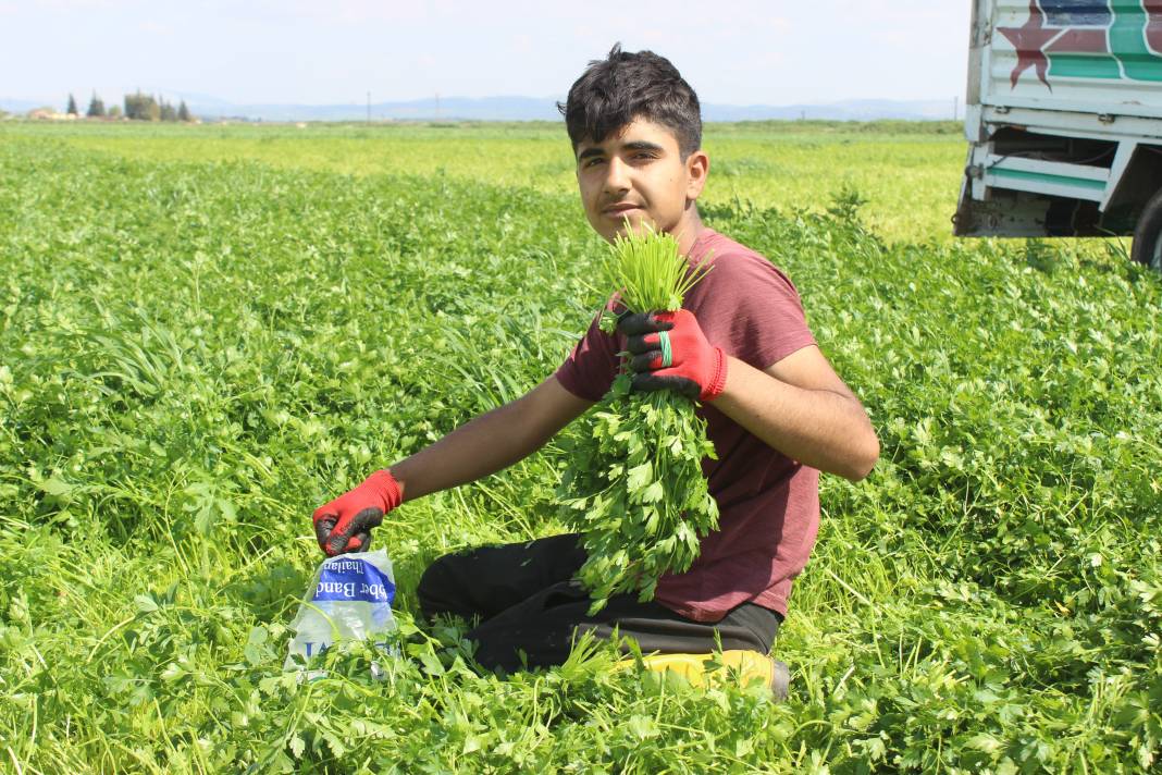 Demeti 7 TL'den gidiyor günde 4 dönüm hasat ediliyor! Sofraların vazgeçilmez lezzeti 5