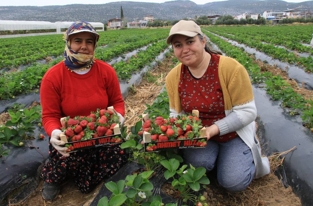 Tarlada hasat başladı: Kilosu 30 günde 70 TL düştü 4