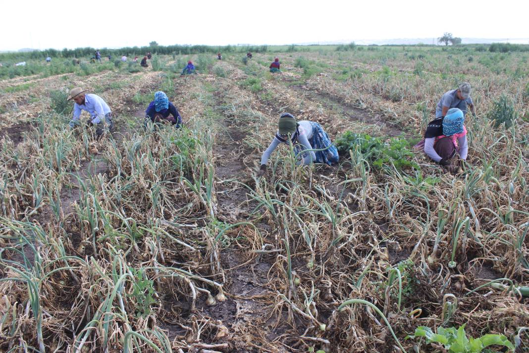 Kilosu markette 30 tarlada 17 liradan gidiyor! 100 dönümlük tarlada 500 ton elde etti 1