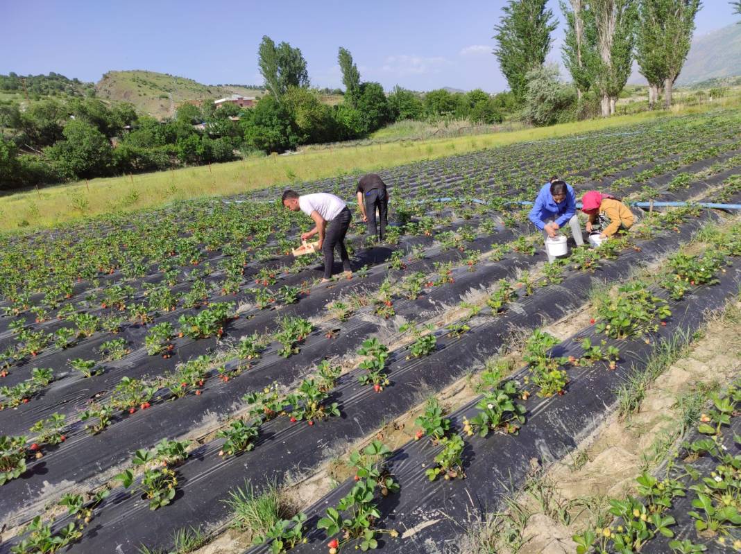 Kansere kalkan oluyor kalbi saat gibi çalıştırıyor! Kilosu 50 TL 7