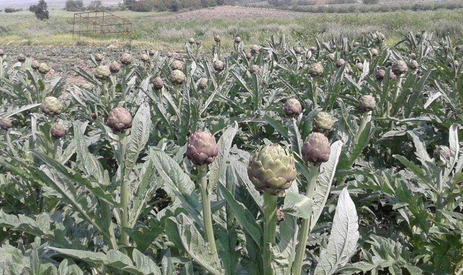 Bir yıl dikiyorlar beş yıl ürün alıyorlar. Çiftçilere örnek olacak ürün 12