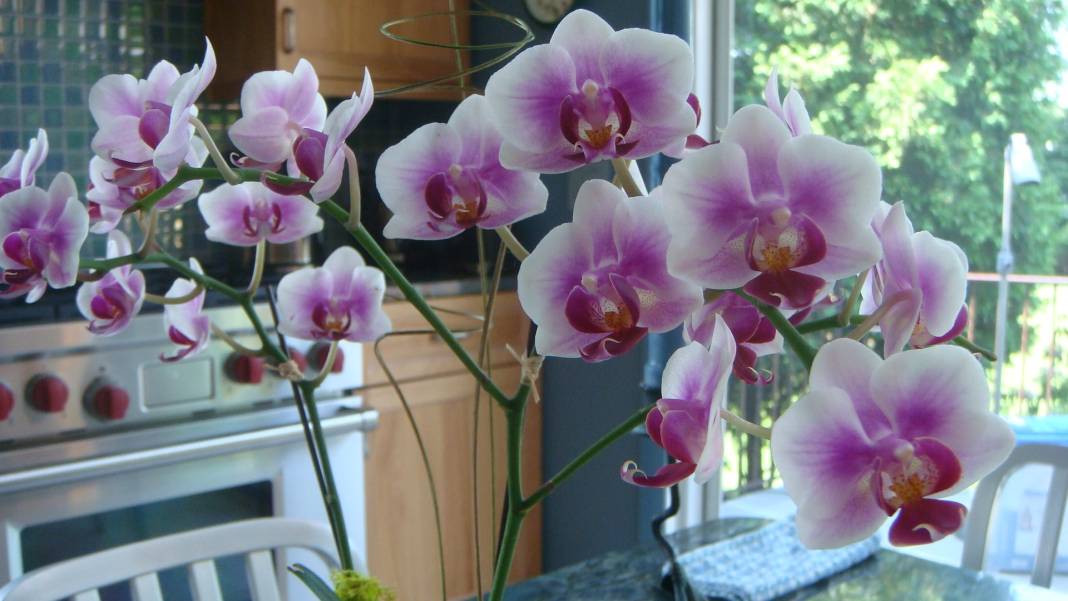 Orkide bakımında dikkat çeken yöntem. Hızlı çiçek açması için mutlaka deneyin 3