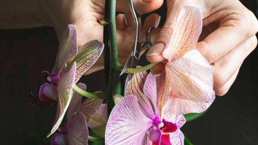 Orkide bakımında dikkat çeken yöntem. Hızlı çiçek açması için mutlaka deneyin 5