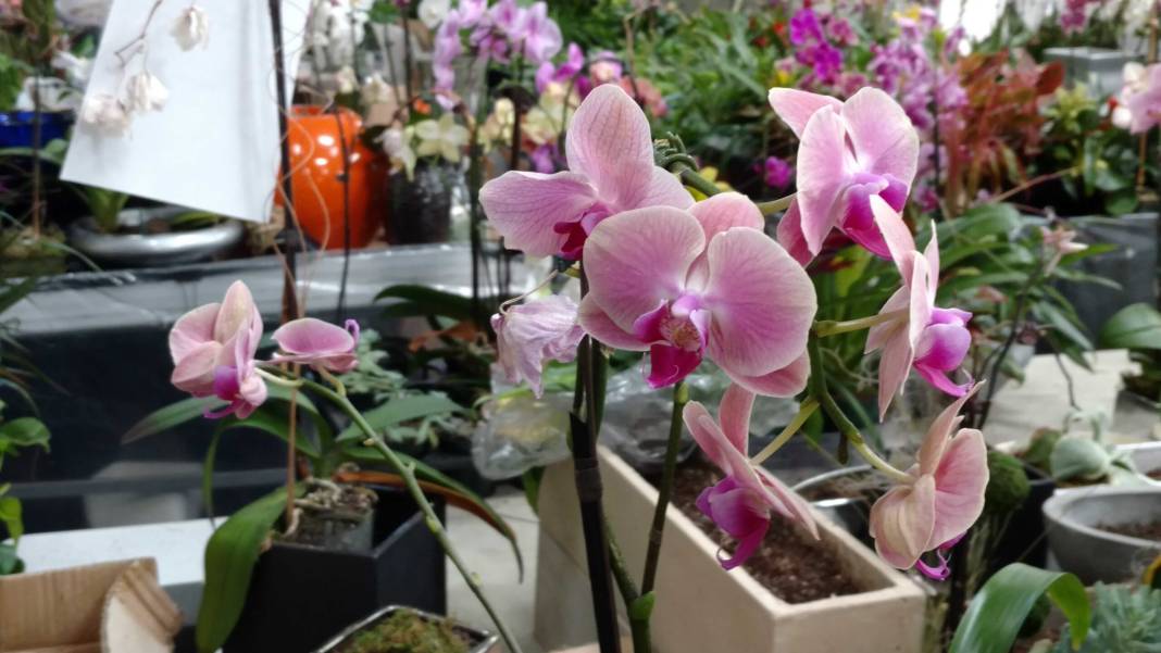 Orkide bakımında dikkat çeken yöntem. Hızlı çiçek açması için mutlaka deneyin 9