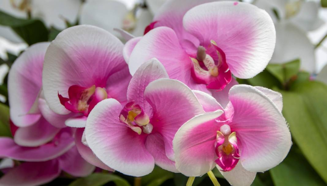 Orkide bakımında dikkat çeken yöntem. Hızlı çiçek açması için mutlaka deneyin 7