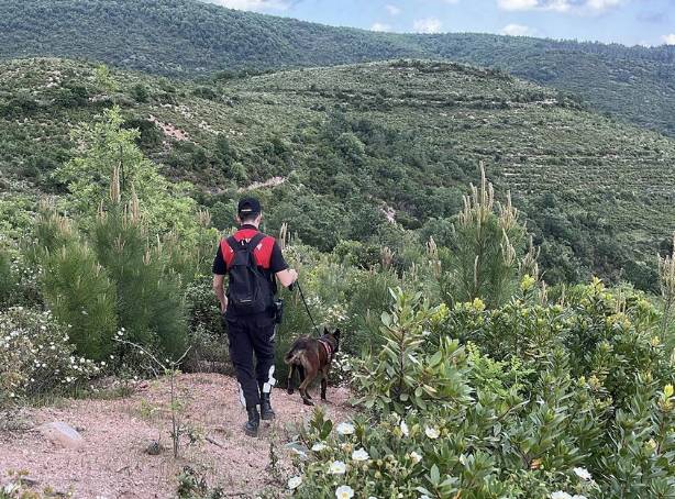 Korhan Berzeg'i sırtlanlar mı öldürdü? Türkiye'de sırtlan üreme alanı varmış 4