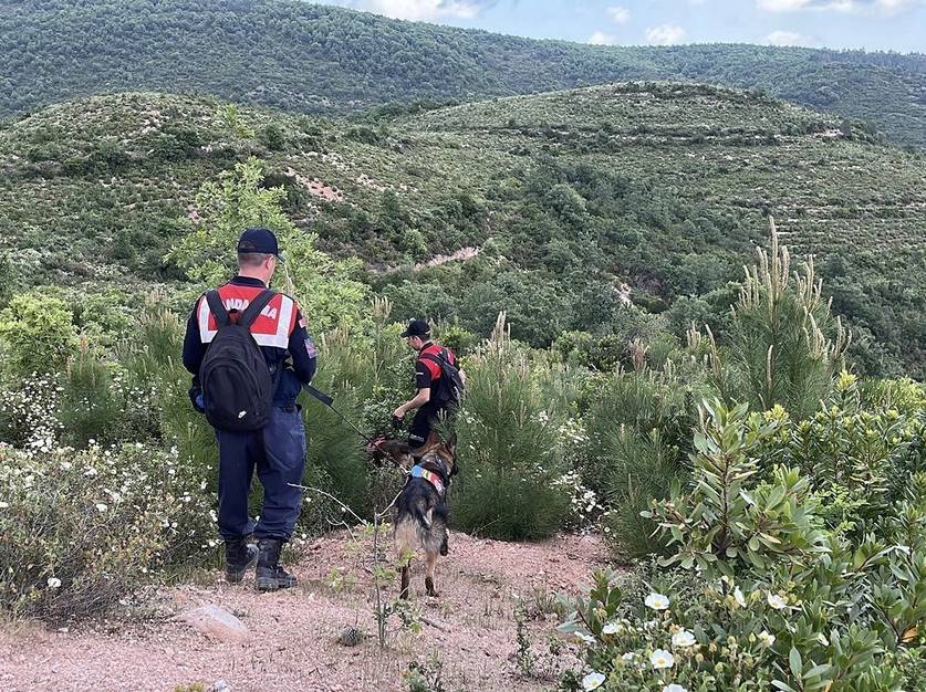 Korhan Berzeg'i sırtlanlar mı öldürdü? Türkiye'de sırtlan üreme alanı varmış 3